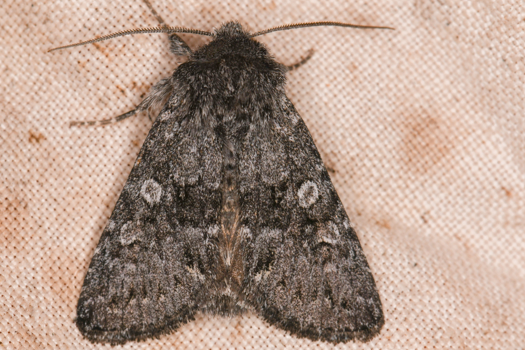 Lasionycta perplexa