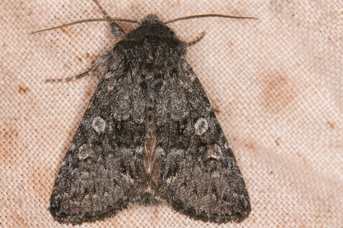 Lasionycta perplexa