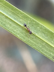Cardiocondyla mauritanica
