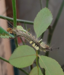 Lymantriinae