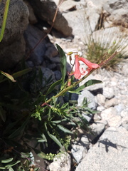 Penstemon rostriflorus