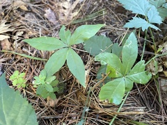 Lysimachia borealis