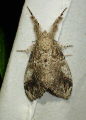Dasychira vagans