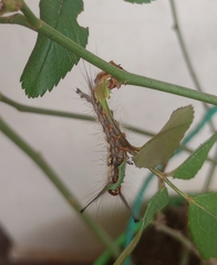 Lymantriinae