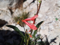 Penstemon rostriflorus