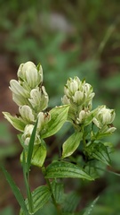 Castilleja occidentalis