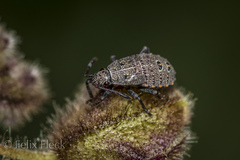 Hypselonotini