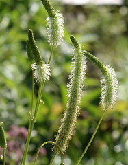 Sanguisorba canadensis