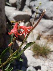 Penstemon rostriflorus