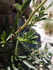 Penstemon rostriflorus