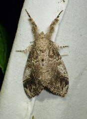 Dasychira vagans