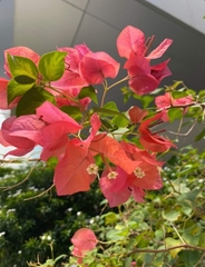 Bougainvillea