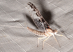 Callibaetis