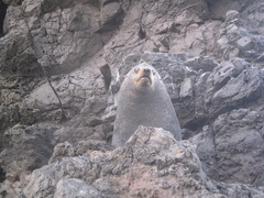 Arctocephalus townsendi