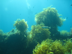 Eisenia arborea