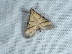 Cnaphalocrocis medinalis