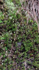 Hedwigia ciliata