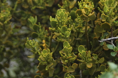 Phoradendron villosum