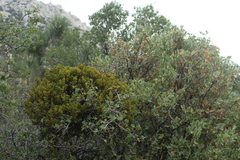 Phoradendron villosum