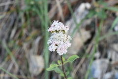 Stevia berlandieri