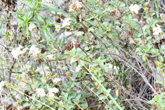 Stevia berlandieri