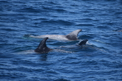 Grampus griseus