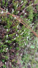 Hedwigia ciliata