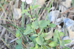 Stevia berlandieri