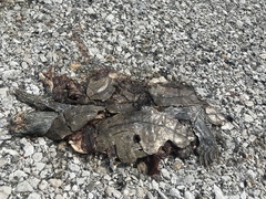 Graptemys ouachitensis