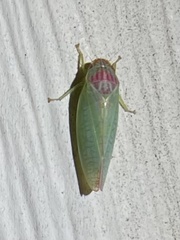 Gyponana