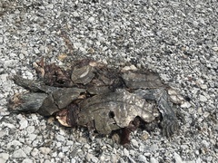 Graptemys ouachitensis