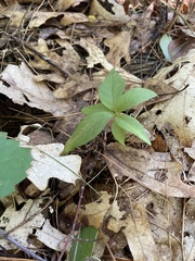 Lysimachia borealis