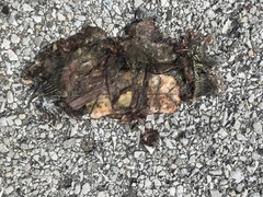 Graptemys ouachitensis