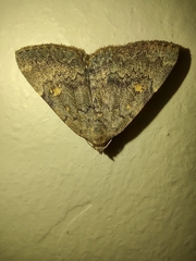 Idia diminuendis