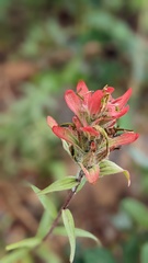 Castilleja miniata