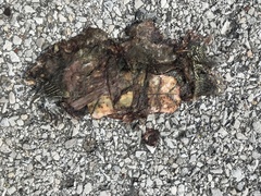 Graptemys ouachitensis