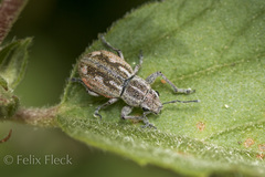 Pantomorus albosignatus