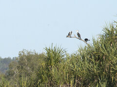 Phalacrocorax varius