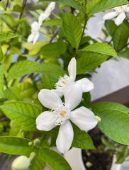 Wrightia antidysenterica