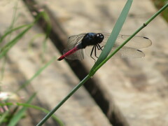 Orthetrum schneideri