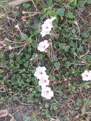 Acleisanthes obtusa
