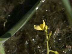 Utricularia aurea