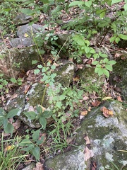 Thalictrum pubescens