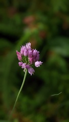 Allium geyeri