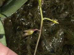 Utricularia aurea