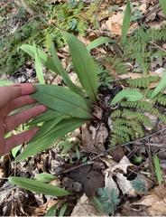 Allium tricoccum