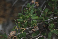 Quercus cornelius-mulleri