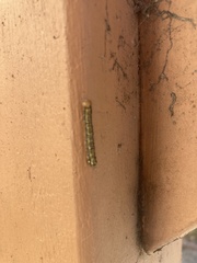 Phryganidia californica