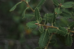 Quercus cornelius-mulleri
