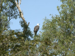 Haliaeetus leucogaster